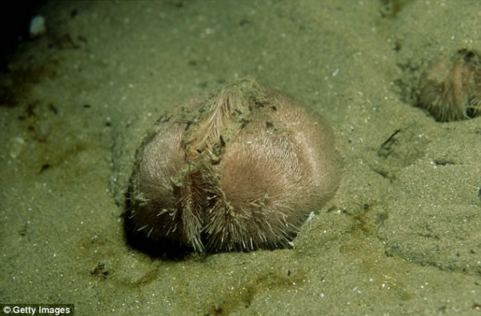 英国海岸发现大量恐怖“异形蛋” 引发外星人逆袭恐慌