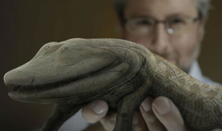 新研究探索脊椎动物进化中成对附肢起源的遗传基础