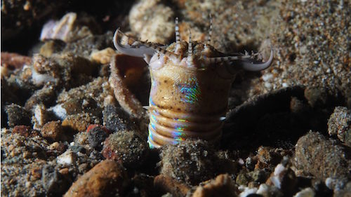 图片来源：Rickard Zerpe/Flickr (CC BY-SA 2.0)