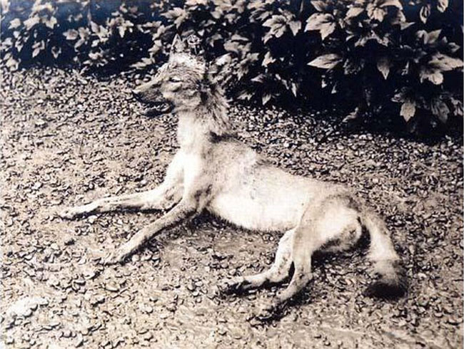 被村民捕获的日本狼