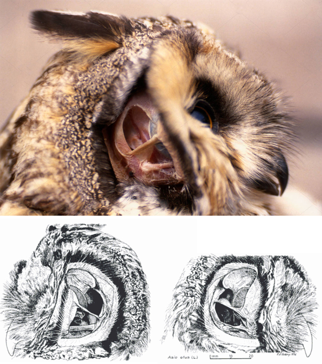 长耳鸮的左右耳对比图