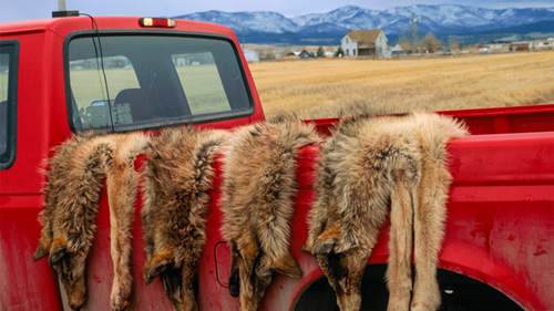 在狼捕食明尼苏达州的牛群后，联邦官员射杀了4只狼。