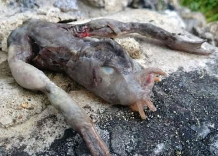 挪威夫妇行山途中发现一具不明生物死尸