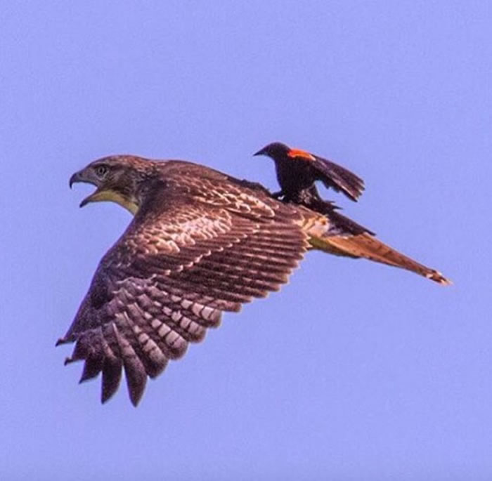 一只红翅黑鹂站在红尾鵟身上御风而行