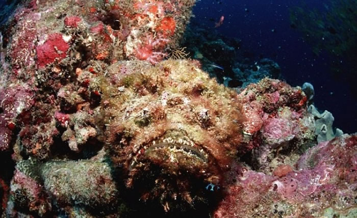 石鱼蜇带来的剧痛可以令人休克和作恶。