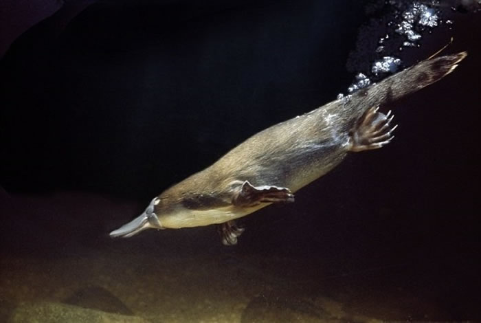 外型讨好的鸭嘴兽，雄性带有毒倒钩。