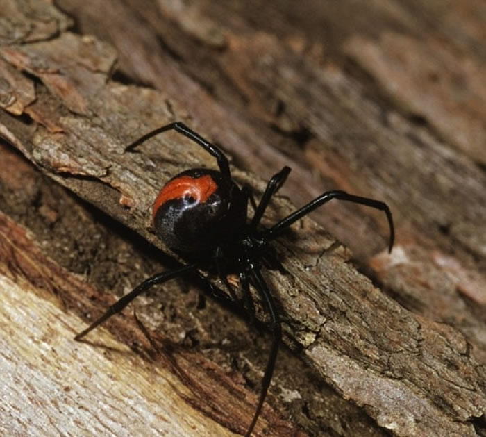 常出现于澳洲的红背蜘蛛，能使被咬的人肌肉无力。