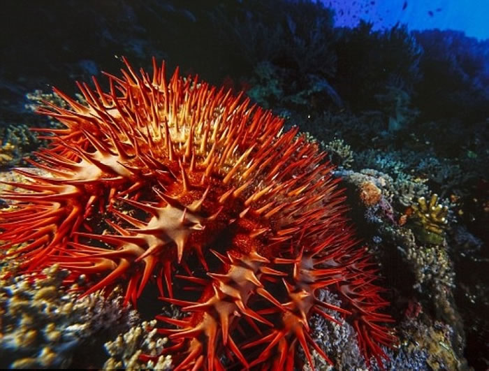 棘冠海星身上带刺，是大堡礁的黑星。