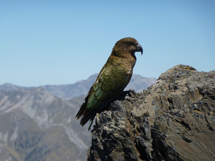 世界唯一生长在高山的新西兰“啄羊鹦鹉”正面临绝种危机