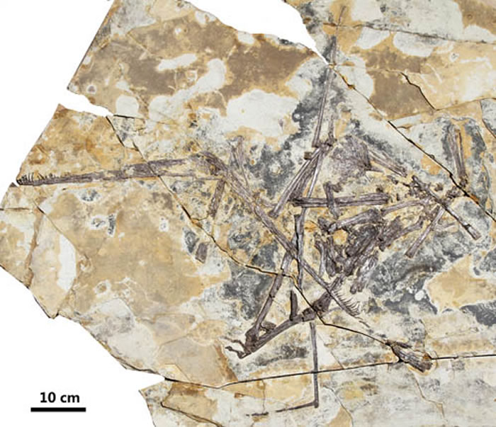 热河剪嘴翼龙（Forfexopterus jeholensis） （蒋顺兴、汪筱林供图）