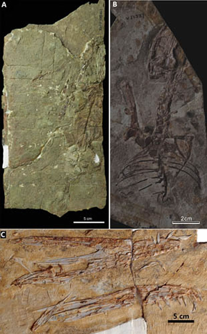 辽西地区新报道的翼龙化石。A，保存两枚蛋化石的鲲鹏翼龙未定种（Kunpengopterus sp.）；B，悟空翼龙类的新材料；C，珍妮林龙翼龙（Linlongo