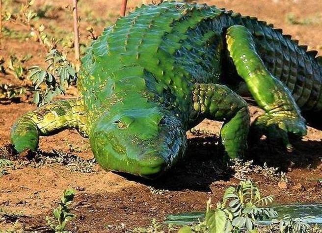 原来是这只鳄鱼，刚从满是水藻的沼泽里爬出来。