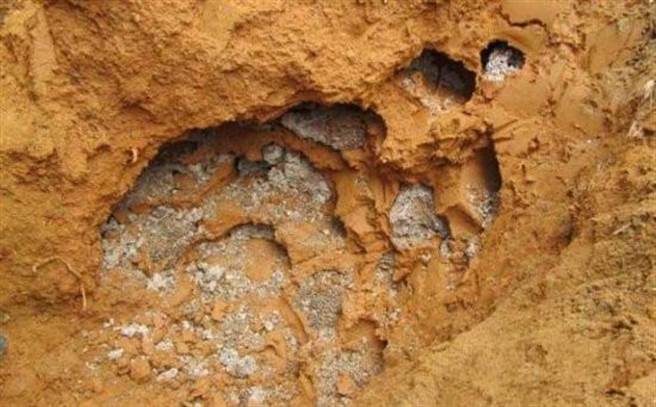 家中发现许多白蚁，男子愤怒挖出30岁蚁后。