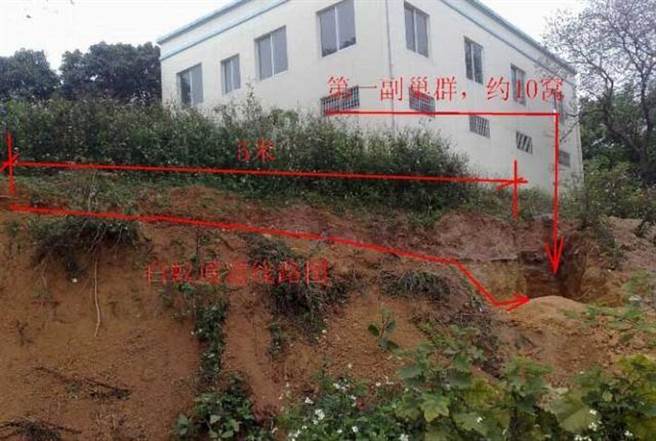 白蚁是少数可分解木质素的动物之一。