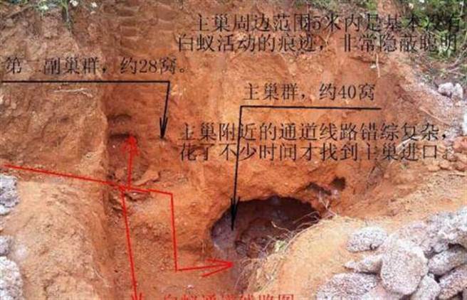 男子发现超大白蚁穴。