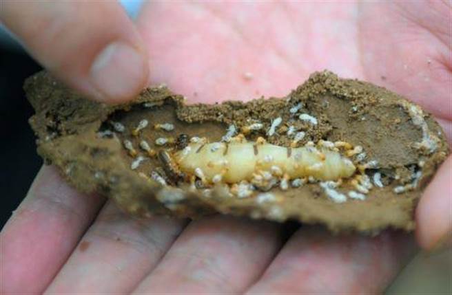 这个蚁后有差不多有6公分长，非常罕见。