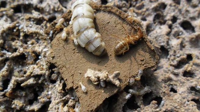 这只巨大的蚁后，最少有30多年的寿命了。