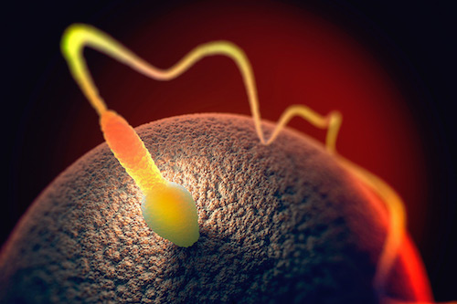 仍需要一个卵子。 图片来源：《新科学家》