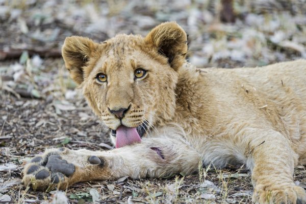 舔舐伤口是好是坏？