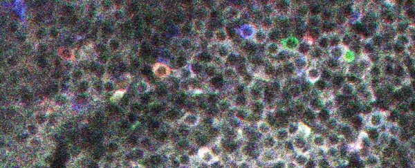 荧光蛋白技术再立新功：科学家们揭示记忆组织结构