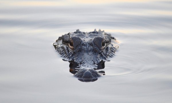 800万年了，短吻鳄居然一点都没变