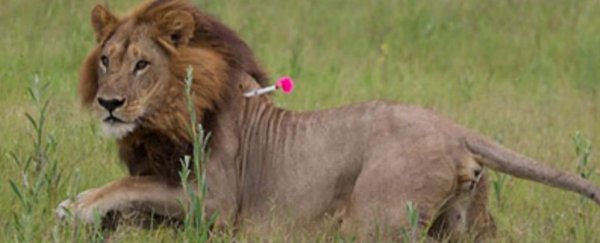 动物界伪郎：雄性化的母狮