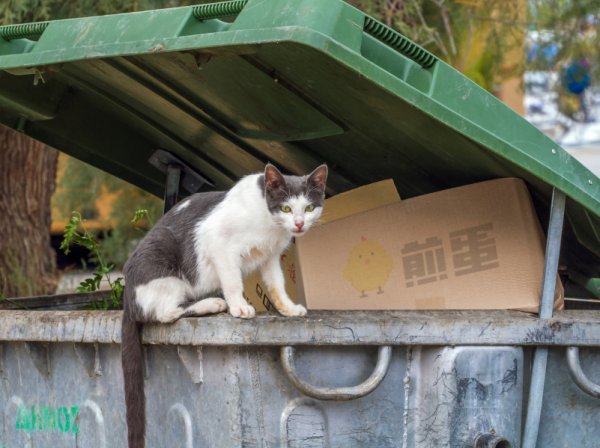 流浪猫已然成为生态灾难