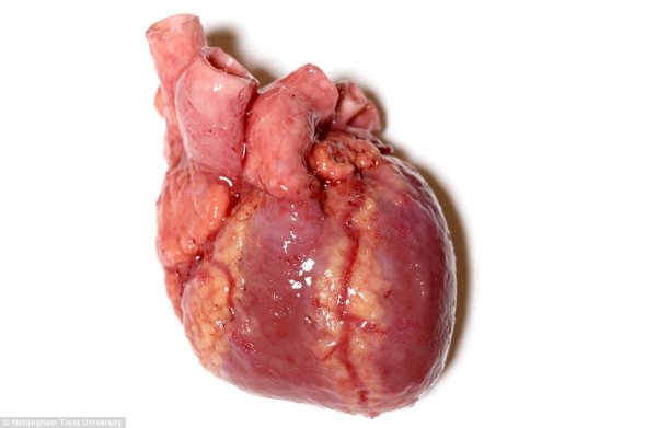 3D打印人体模型，将用于训练外科医生 [慎入]