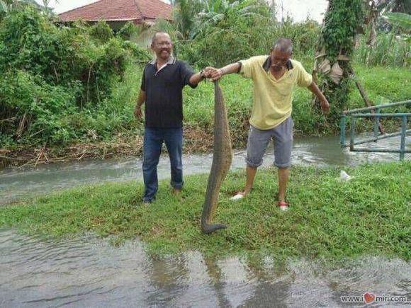 揭秘马来西亚1.7米的巨型“水蛭” 到底是何方神圣？