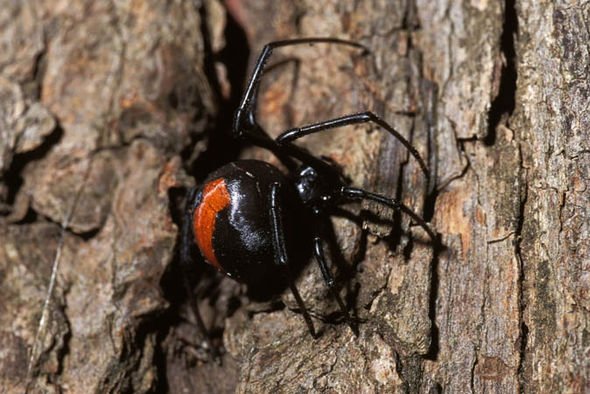 有的毒蜘蛛咬人会让丁丁变大，而有的人丁丁被毒蜘蛛咬了两次