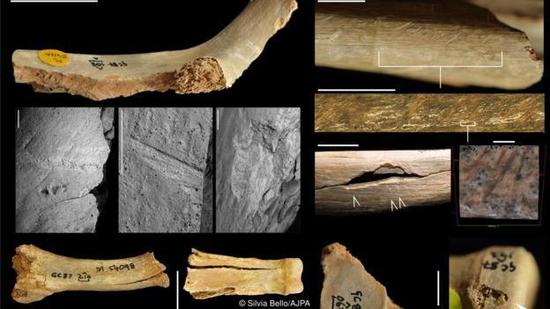 经过仔细分析的骨骼，发现了凿痕和牙齿痕迹