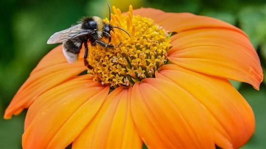 图片来源：Serg_Velusceac/iStock