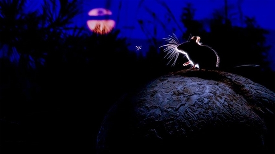 鹿鼠精子游动更快。图片来源：Alamy Stock