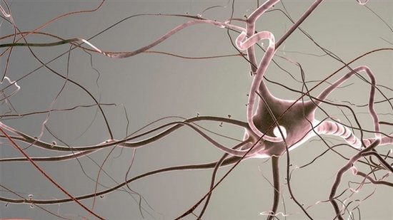 树突棘可能影响若干精神病。图片来源：whitehoune/iStockphoto