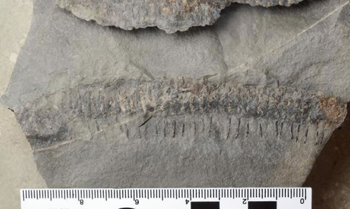 加拿大乔金斯化石断崖发现3亿年前远古多足虫新物种化石