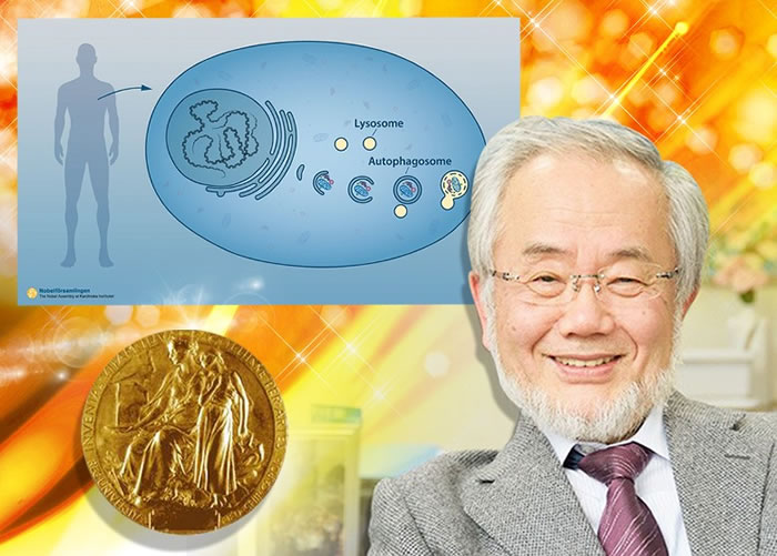 大隅良典夺得医学奖。