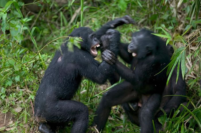 刚果共和国的一处动物收容所中，两只倭黑猩猩正在大打出手。 PHOTOGRAPH BY CYRIL RUOSO， MINDEN PICTURES， NATIONA