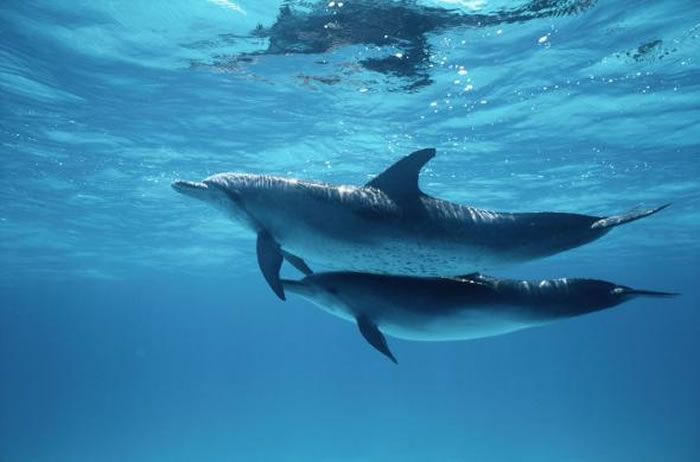 海豚这种被认为性格温和的海生哺乳动物，曾出现过杀害幼崽的纪录。 PHOTOGRAPH BY WOLCOTT HENRY