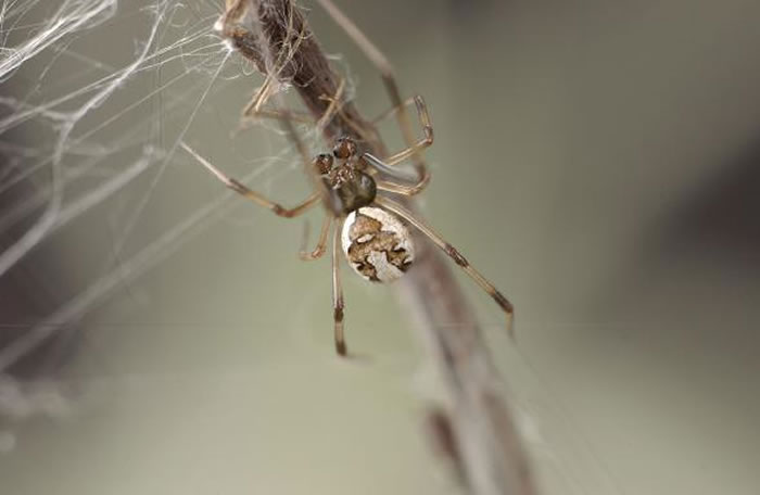 一只成年的红背寡妇蛛爬进了网子。 1996年安德拉德发现，如果雄性红背寡妇蛛牺牲自己，则能延长交配时间。 PHOTOGRAPH BY MCB ANDRADE 2