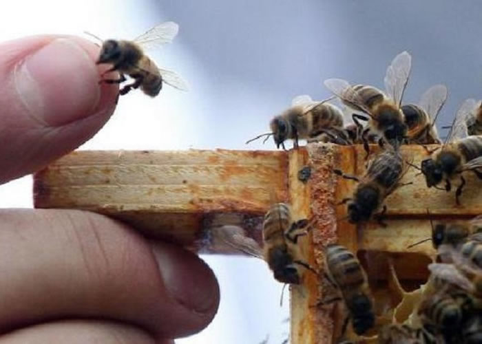 雄性蜜蜂交配及享受高潮后，便会睾丸爆裂而亡。