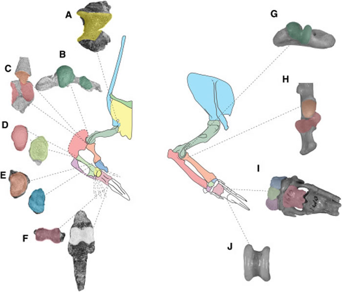 2亿年前变色龙一样的爬行动物“镰龙”有难以置信的独特前肢