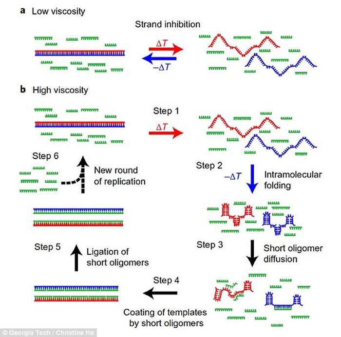 图a显示，在只有水的环境中，复制过程无法继续。图a显示，粘性的增稠剂可以让基因链与可能的复制版本部件进行配对。