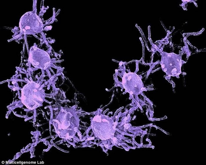 最新研究表明，多细胞生物至关重要的过渡转变可能比之前预想得更加微妙，远古单细胞生物已具有一些功能，可以分支形成较复杂的生命形式。