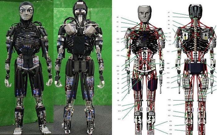 Kengoro身上有多个电机及活动关节。