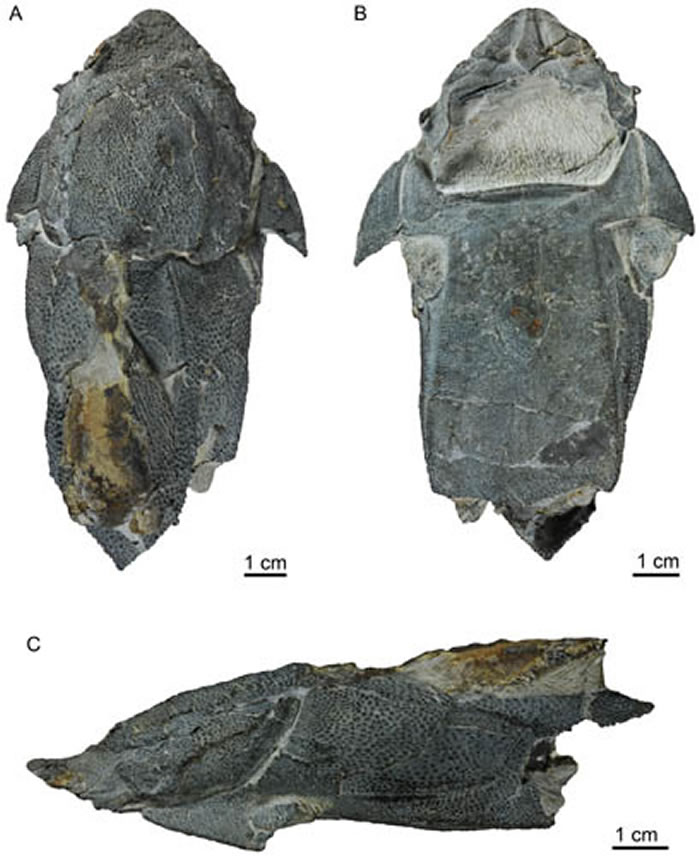 长吻麒麟鱼正型标本(IVPP V20732)照片，背视图（A），腹视图（B），侧视图（C） （朱敏供图）
