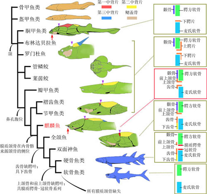 简化的系统发育树，展示了膜质颌骨从盾皮鱼类原颌模式到硬骨鱼类全颌模式的演变序列。棕色身体剪影图代表无颌的有颌类干群（甲胄鱼类），绿色身体剪影图代表有颌的有颌类干