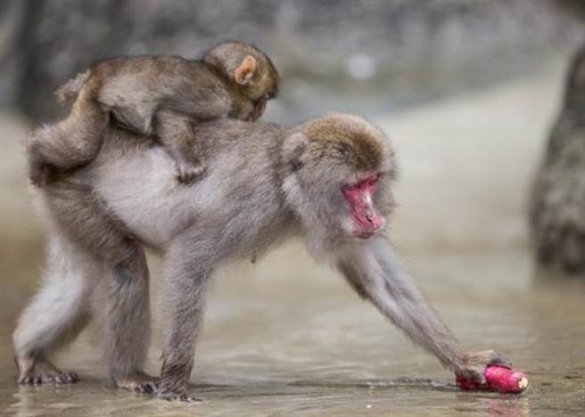 掉到地上的食物会先拿去洗再吃