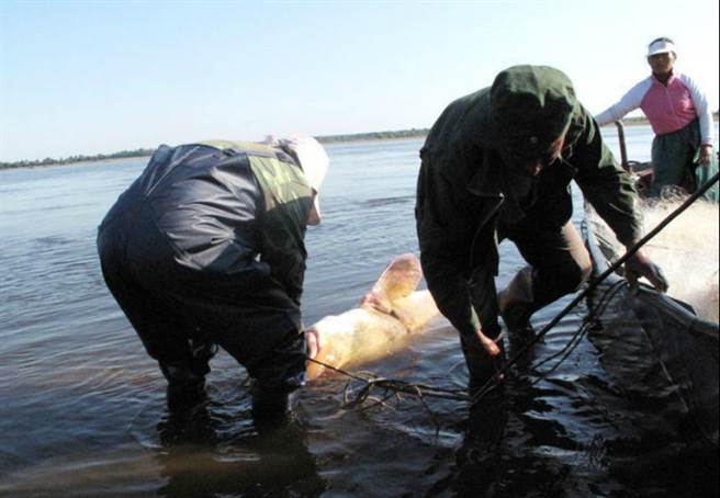 最后，这条大鳇鱼被渔民们一起放回了水中。