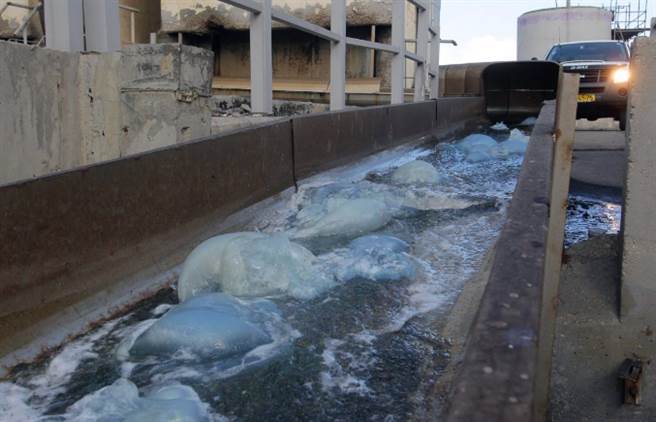 以色列核电站发生故障，竟是被“水母”给塞爆！