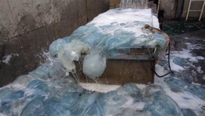 不只是冷却水管，其他很多地方，也通通被水母占据了。